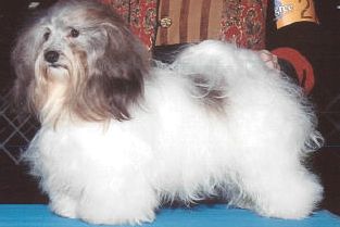Stud Dogs - Havanese