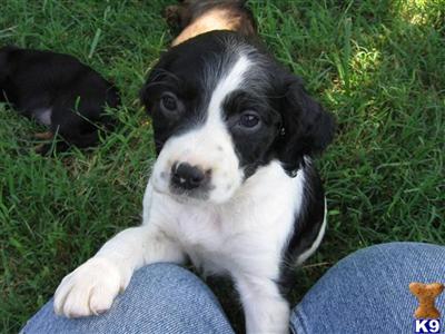 Brittany Puppies for Sale