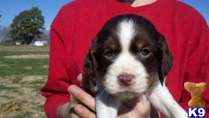 Puppies in TN