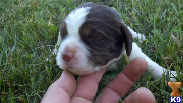 Puppies in Westmoreland