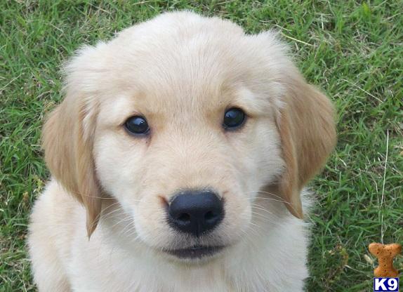 Puppies in Westmoreland