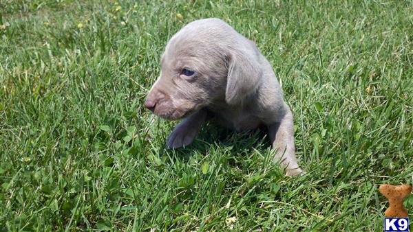 Puppies in Westmoreland