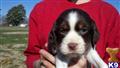English Springer Spaniel