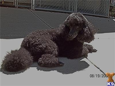 Dogs for Sale in MI