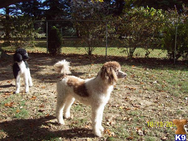 Dogs - Poodle