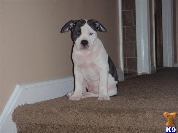 Dogs for Sale in NJ