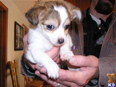 Puppies in MD