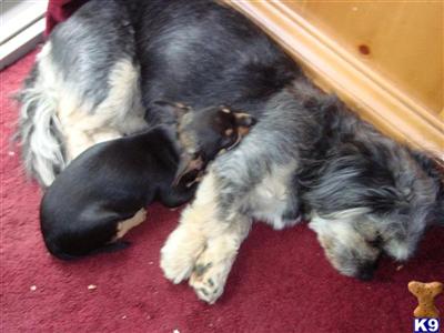 Puppies for Adoption
