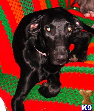Dogs - Great Dane