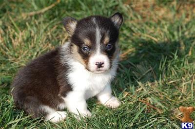Pembroke Welsh Corgi Puppies for Sale