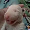 Bull Terrier