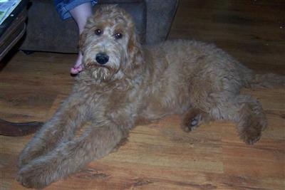 Goldendoodles Puppies for Sale
