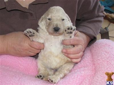 Labradoodle Puppies for Sale
