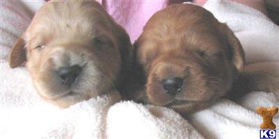 Goldendoodles Puppies for Sale