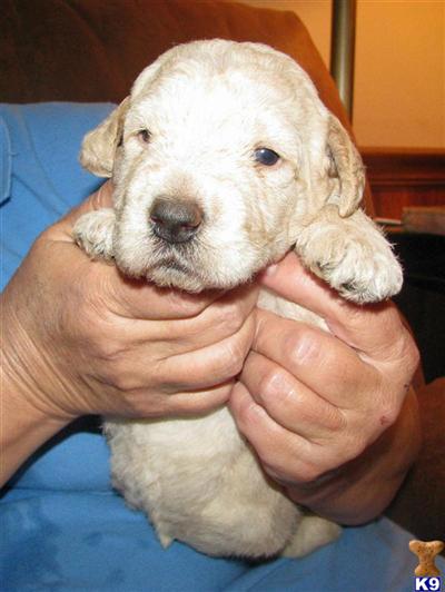 Labradoodle Puppies for Sale