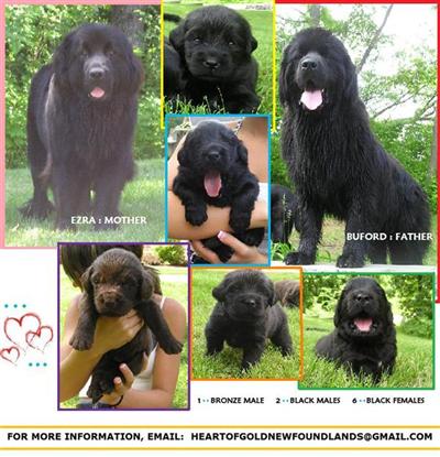 Newfoundland Puppies for Sale