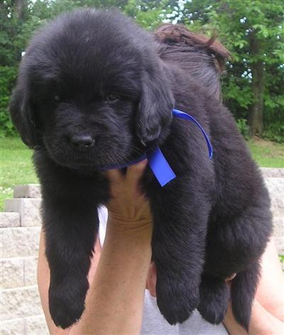 Puppies in IA