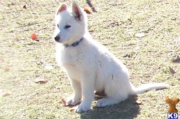 German Shepherd Puppies in TX