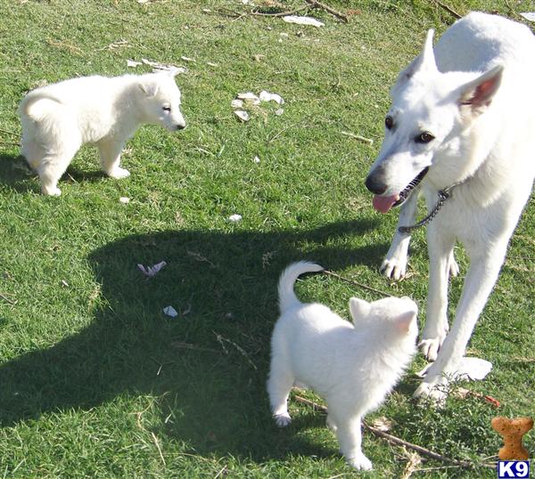 German Shepherd Puppies in TX