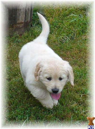 Puppies in WI