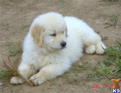 Puppies in WI