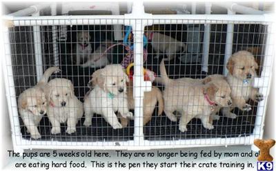 Puppies in WI