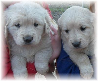 Puppies in WI