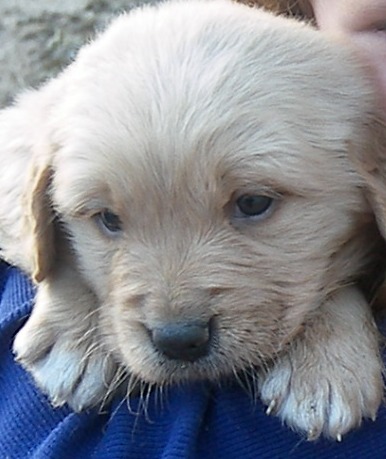 Puppies in WI