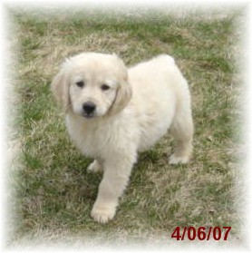 Puppies in WI