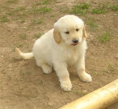 Puppies in WI