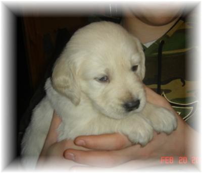 Puppies in WI