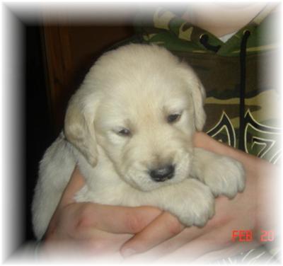 Puppies in WI