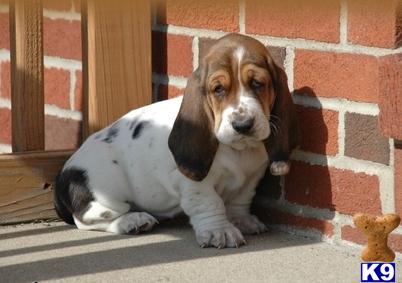 Basset Hound Puppies in WI