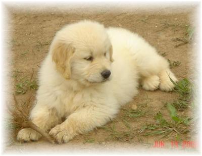 Puppies in WI