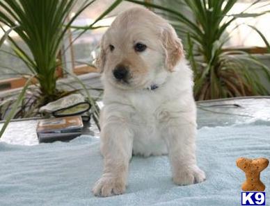 Golden Retriever Puppies in WI