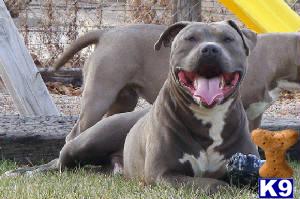 Stud Dogs - American Pit Bull