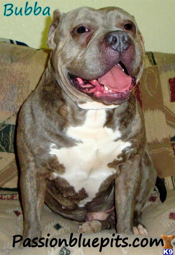 Stud Dogs - American Pit Bull