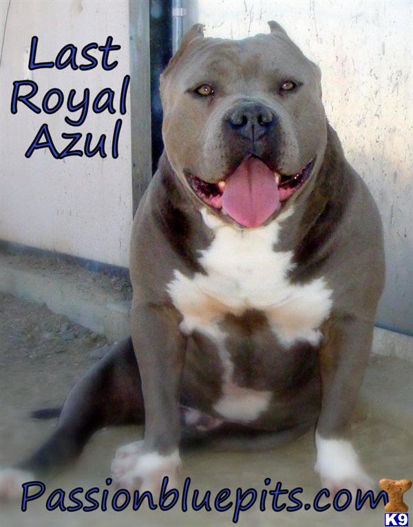 Stud Dogs - American Pit Bull