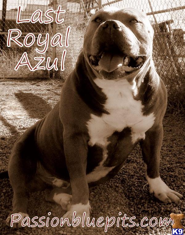 Stud Dogs - American Pit Bull