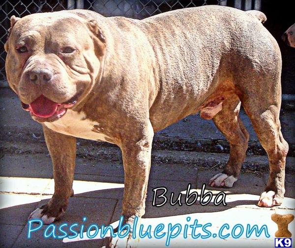 Stud Dogs - American Pit Bull