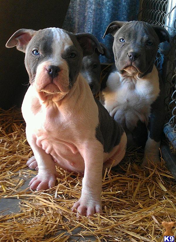 Puppies for Sale