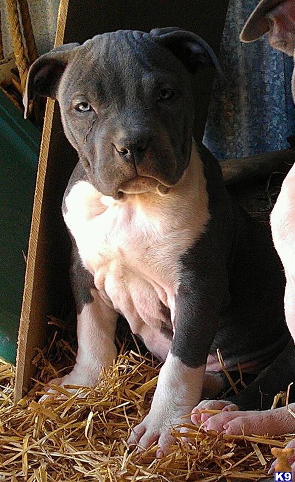 Puppies for Sale