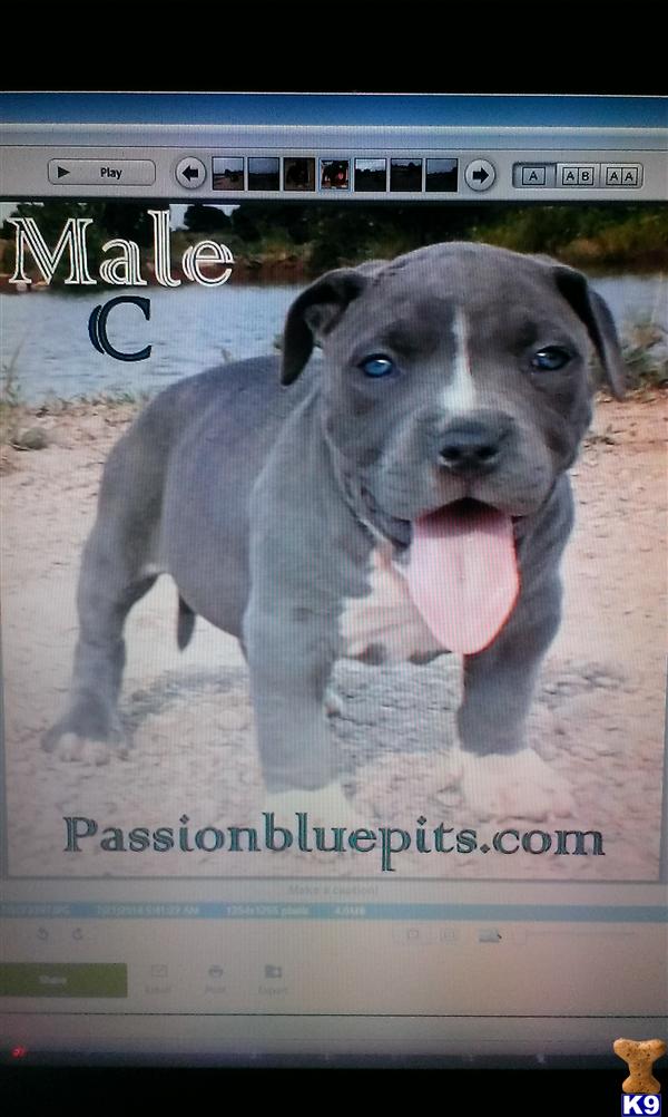 pitbull puppies colorado document moved pitbull puppies colorado document moved