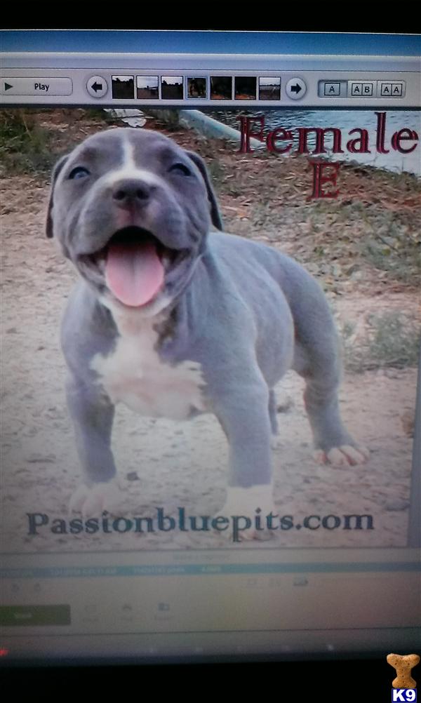 pitbull puppies colorado document moved pitbull puppies colorado document moved