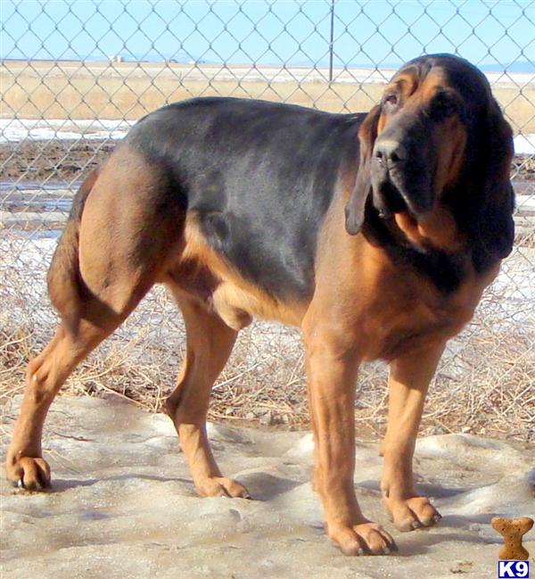 Dogs - Bloodhound