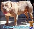 Puppies for Sale
