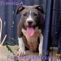 classified ad