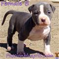 classified ad