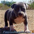 classified ad
