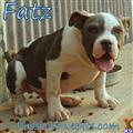 classified ad